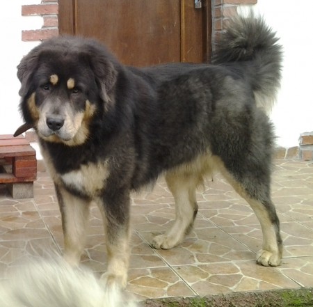 CH YAMA Henriet´s garden,(DALOU x RAMILA)